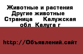 Животные и растения Другие животные - Страница 3 . Калужская обл.,Калуга г.